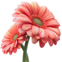 Pink gerbera daisies with delicate petals and a green stem standing tall in full bloom png