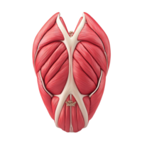 Anatomical of human back muscles with realistic texture and structure png