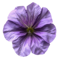 Purple petunia flower on transparent background close-up png