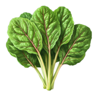 Swiss chard leaves bunch on Transparent Background digital painting png