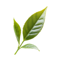 Natural Green Tea Leaf Branch Isolated on Transparent Background png