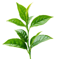 Fresh Green Tea Leaves on Branch Isolated on Transparent Background png