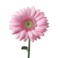 Fresh Pink Gerbera Daisy on Clear Transparent Background png