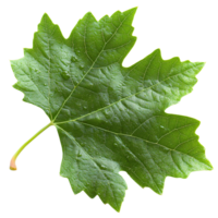Green grape leaf with dew drops on transparent background png