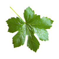 Fresh Green Grape Leaf with Dew Drops on Transparent Background png