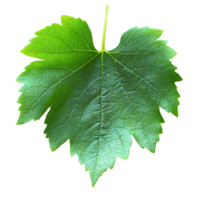 Green grape leaf on transparent background isolated png