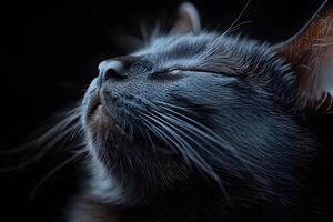 Serene Cat Relaxation in Low Light for Calming Home Decor and Digital Art photo