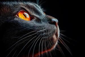 Intense Gaze of a Black Cat with Striking Orange Eyes Ideal for Pet Photography Projects photo