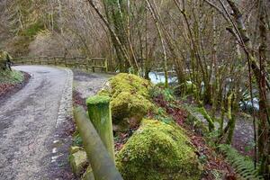 Scenic hiking path with a weathered wooden fence and lush green mossy stones photo