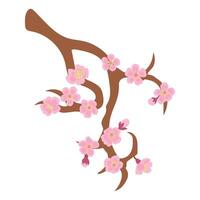 Illustration of a blossoming Sakura branch. White background, isolate vector