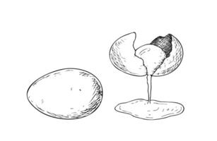 broken raw egg with yolk. Graphic ink Eggshell illustration isolated on background. Hand drawn line sketch. For designers, prints, logo, icon, menu, postcards, holiday, covers vector