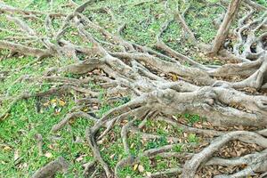 Intricate tree roots sprawling across green grass, showcasing nature beauty and complexity. roots intertwine with fallen leaves, creating natural tapestry photo