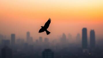 bird soaring above city skyline at sunset, symbolizing freedom photo