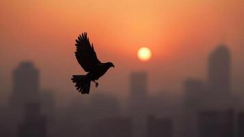 A bird flying over a city at sunset photo