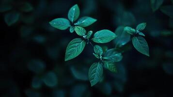 A close up of green leaves on a dark background photo