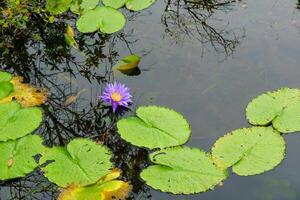 serene water lily blooms amidst green lily pads in tranquil pond photo