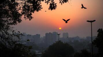 city skyline at sunset with birds flying and pollution haze photo