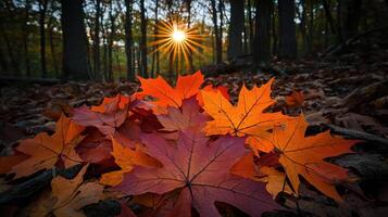 Autumn leaves in the forest at sunset photo