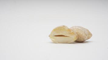 Candlenut Spice on White Background photo
