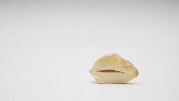 Cut in Half Candlenut or Kemiri on White Background photo