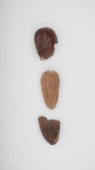 Top View of Nutmeg Seed with Its Broken Skin on White Background photo
