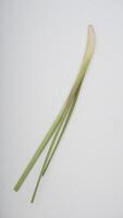 Fresh Lemongrass on White Background photo