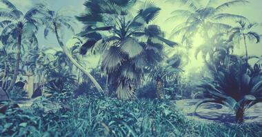 lozano tropical paisaje con palma arboles y luz de sol filtración mediante verdor video