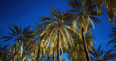 Tall palm trees reaching for a bright blue sky in a warm tropical setting video