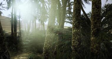 Sunlight filtering through palm trees in a serene tropical forest video