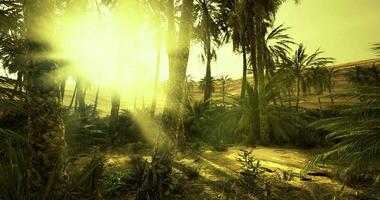 Sunlight filtering through palm trees in a lush tropical landscape video