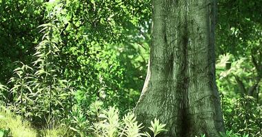 Large tree trunk surrounded by lush green foliage in a forest setting video