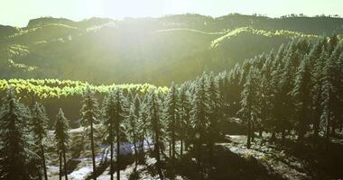 Sunlight filters through tall trees in a tranquil mountain forest landscape video
