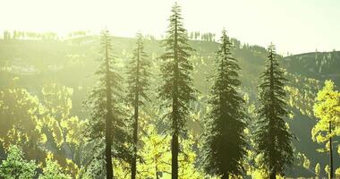 Sunshine filters through tall pine trees in a serene forest landscape video