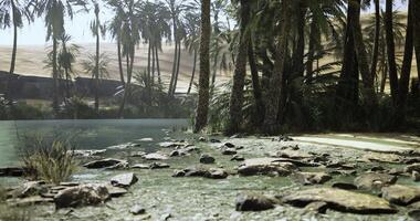 Serene oasis landscape with palm trees and quiet waters on sunny day video