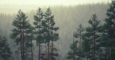 Dense coniferous forest shrouded in mist during early morning hours video
