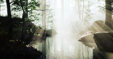 Tranquil waterway flowing through a misty forest setting video