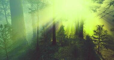 Sunlight filters through tall trees creating a mystical forest atmosphere video