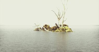Solitary island with bare trees surrounded by calm water in muted light video