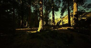 Forest illuminated by sunlight in mountainous region during early evening hours video
