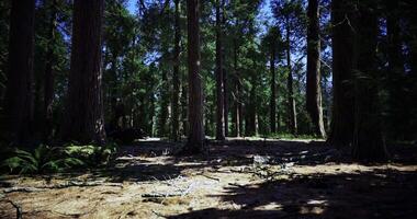 Tall trees provide shade in a serene forest setting under blue sky video