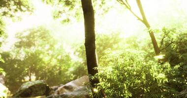 Sunlight filtering through trees in a serene forest setting video
