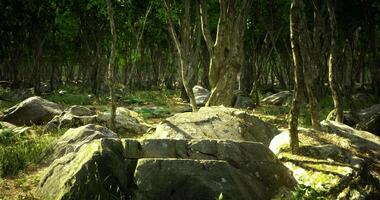 Exploring a tranquil forest with lush trees and rugged rocks in daylight video