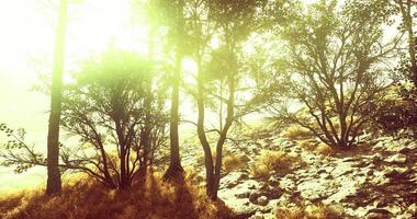 Sunlight filters through trees in a serene natural landscape at sunrise video