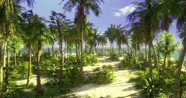 Tropical paradise with palm trees and tranquil ocean view at midday video