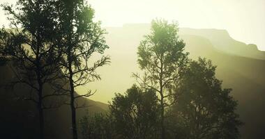 Silhouetted trees against a hazy mountainside at sunset video