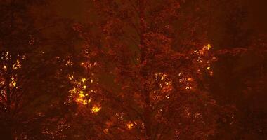 bosque fuego envuelve arboles durante Noche en un remoto zona video