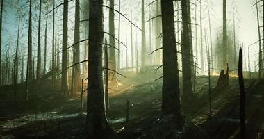 Forest in the aftermath of wildfire with burnt trees illuminated by sunlight video