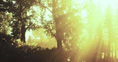 Majestic sunlight filters through trees in a serene forest setting video