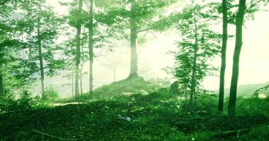 Sunlight filters through trees in a serene forest at dawn video