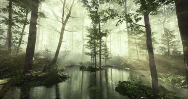 Sunlight filters through trees over a serene forest pond in early morning video